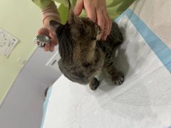 -艾吉宠物医院·疑难杂症转诊中心·猫友好(碧江路院)
