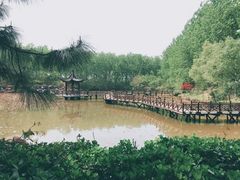 -合肥滨湖国家森林公园