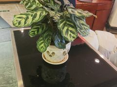 -春满园·邯郸菜发祥地(滏东店)