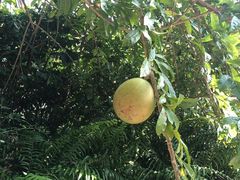 -华南国家植物园-售票处