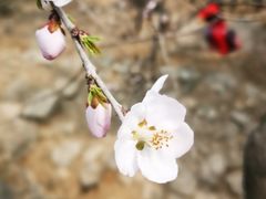 -鹫峰国家森林公园