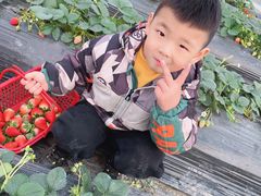 -喜杨洋草莓采摘园