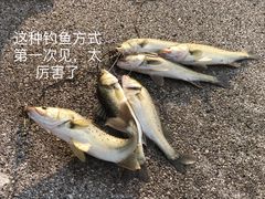 -碧海金沙
