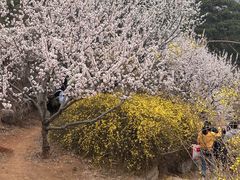-北京西山国家森林公园