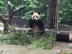 -都江堰中华大熊猫苑