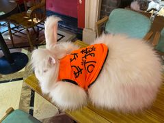 -猫色咖啡·猫咖