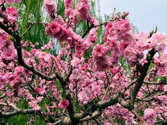 -海棠花溪(元大都城垣遗址公园)