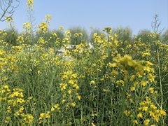 -广富林郊野公园