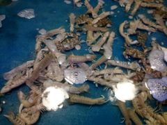 -富虹国际海鲜自助餐