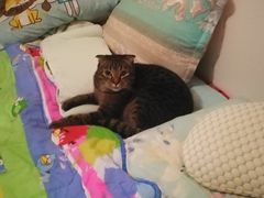 -纳吉亚猫专科动物诊疗中心(蒋宅口分院)