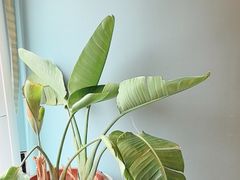 -甜阿姨·天台花园私房菜(万松园店)