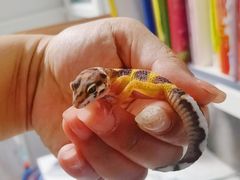 -酷以爬仙阁实体爬宠店·守宫·蜥蜴·专业繁育