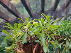 -深圳仙湖植物园