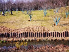 -羊山湖公园