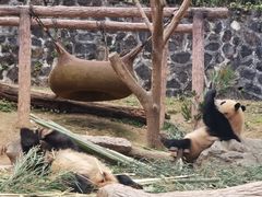-都江堰中华大熊猫苑