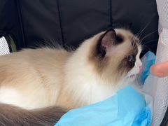 -四月宠物医院·猫专科·心脏专科·内科(转塘店)