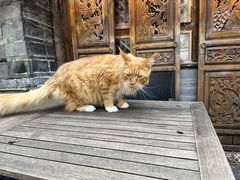 -喵屿·大理花园猫咖