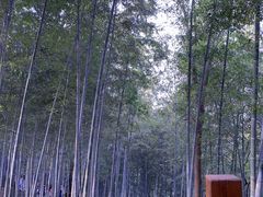 -上海佘山国家森林公园西佘山园