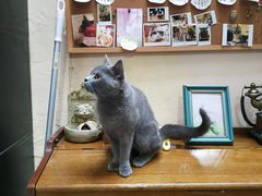 -猫色咖啡·猫咖