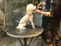 -西元前宠物酒店(郑庄府邸店)