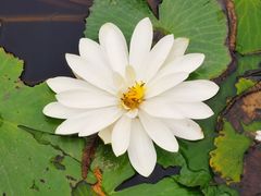 -五缘湾湿地公园
