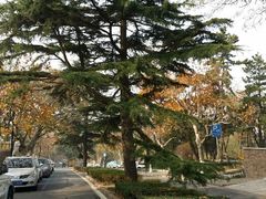 android_upload_pic-八大关景区