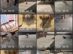 -宠物之家Pets Home 宠物寄养酒店