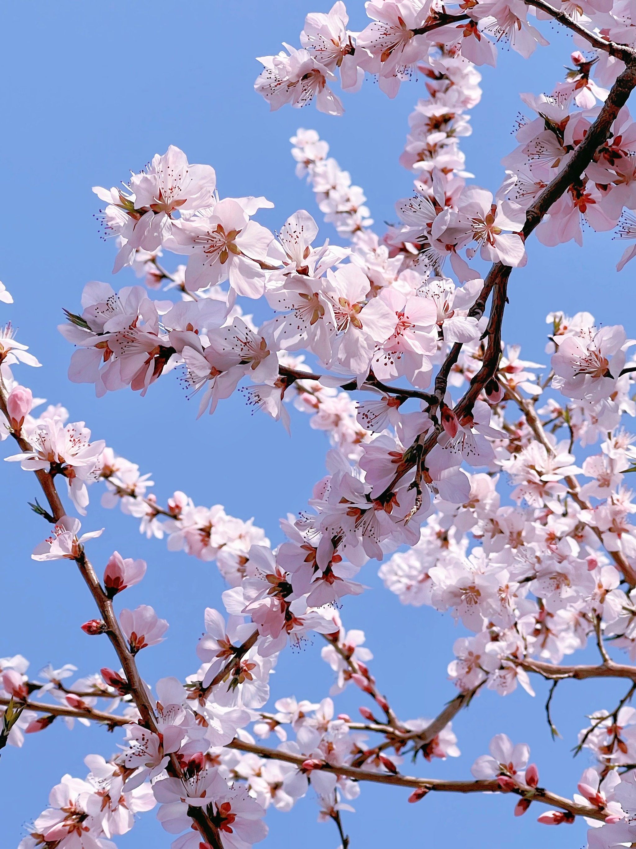 春日桃花随手拍