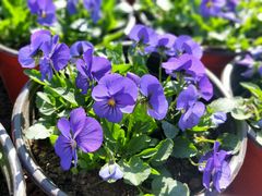 -长春公园(普阳街道)