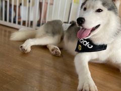 -Husky Go! 哈士奇体验馆·宠物咖啡厅狗咖