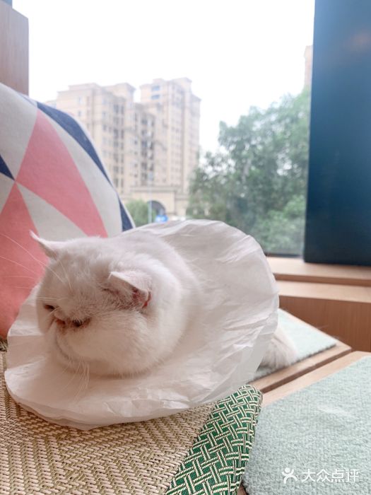CAT’S MEWSTAR CAFE·喵星球猫屋(晴湾咖啡店)图片