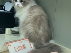 -伟伟宠物医院·瑞派猫友好医院·猫科(光谷店)
