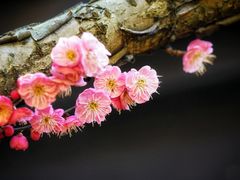 -慧因高丽寺