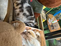 -咖法森林·咖啡  酒吧(天河店)