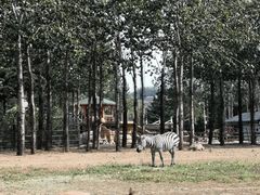 -大连森林动物园