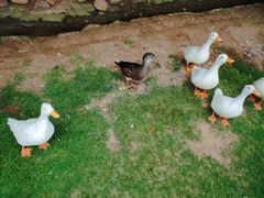 -西霞口神雕山野生动物世界