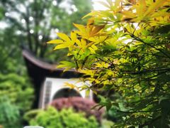 -十八棵（老龙井）御茶园(老龙井店)