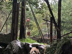 -都江堰中华大熊猫苑