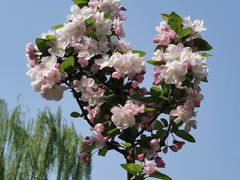 -海棠花溪(元大都城垣遗址公园)