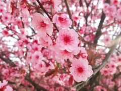 -桃花堤公园