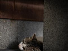 -龙华寺