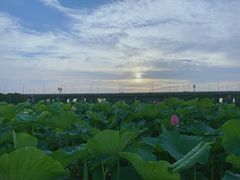 -荷塘月色湿地公园·向阳花洲