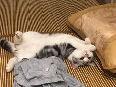 -爱妮康宠物医院·干细胞免疫细胞·肿瘤·心脏(张江店)