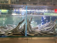 -本炙炭烤·蒲烧活鳗料理店(金沙洲店)