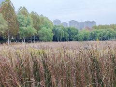 -滨湖塘西河公园