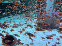 -海合安成都极地海洋公园