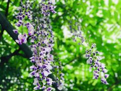 -广富林郊野公园