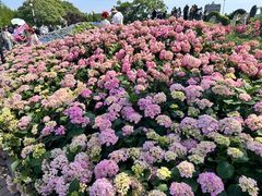 -荷兰花海