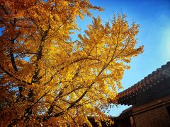 -北京石刻艺术博物馆(五塔寺)
