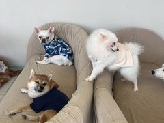 -怪兽屋·羊驼·猫咖·狗咖(俊华广场店)